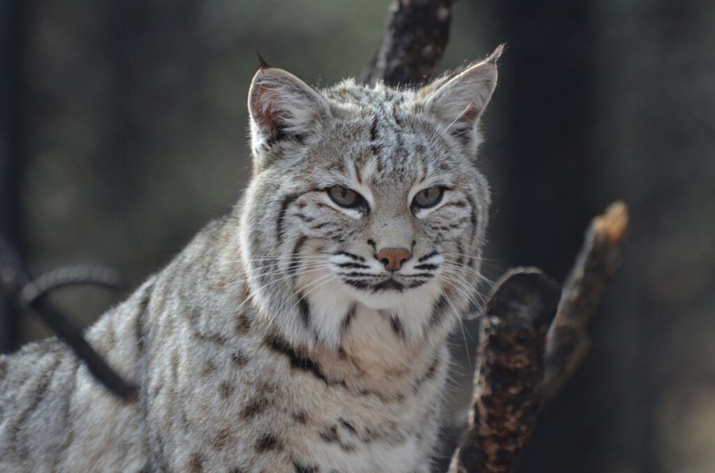 Amazingly alert face of a Canadian lynx in the wilderness