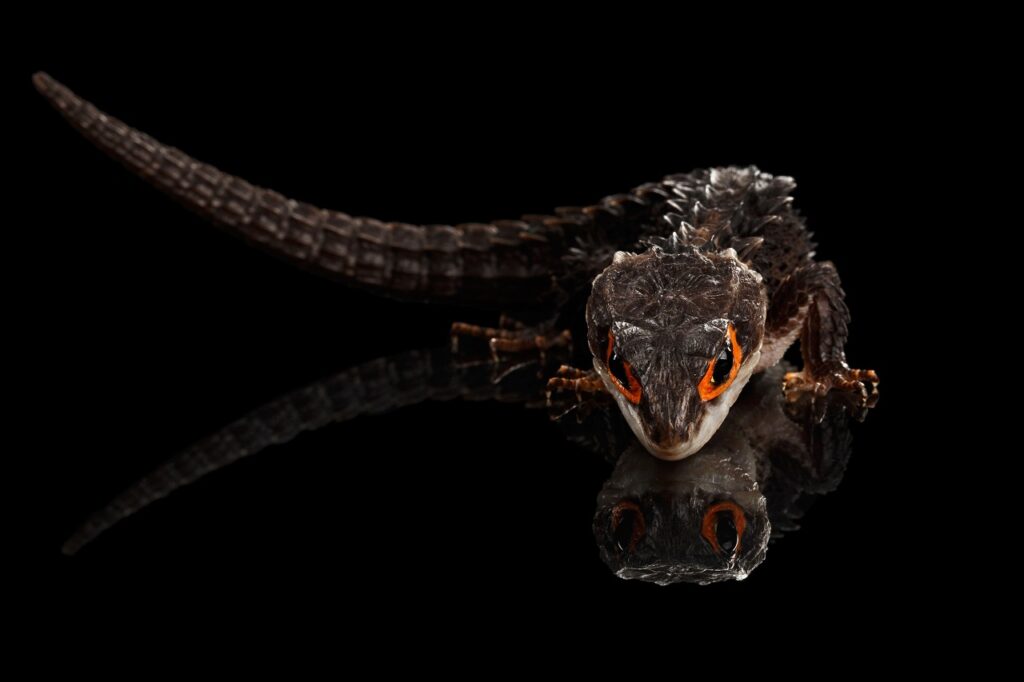 crocodile skink