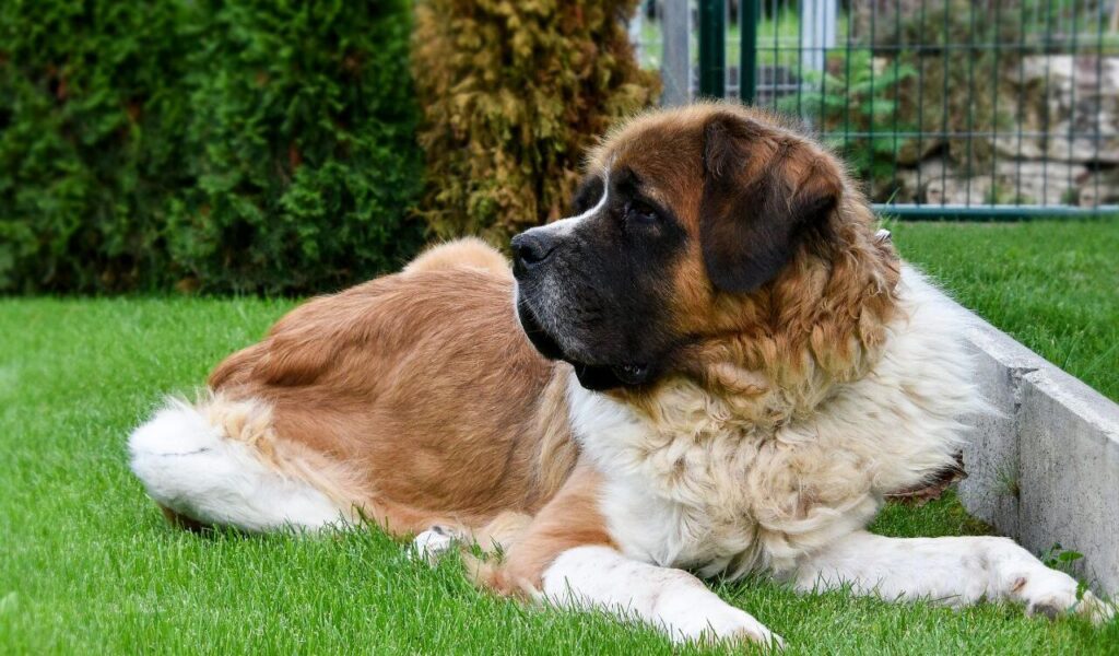 Saint Bernard lying down on grass.