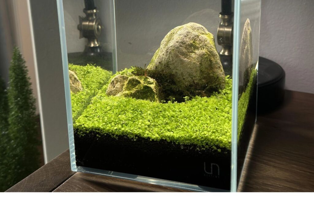 Aquarium without fish