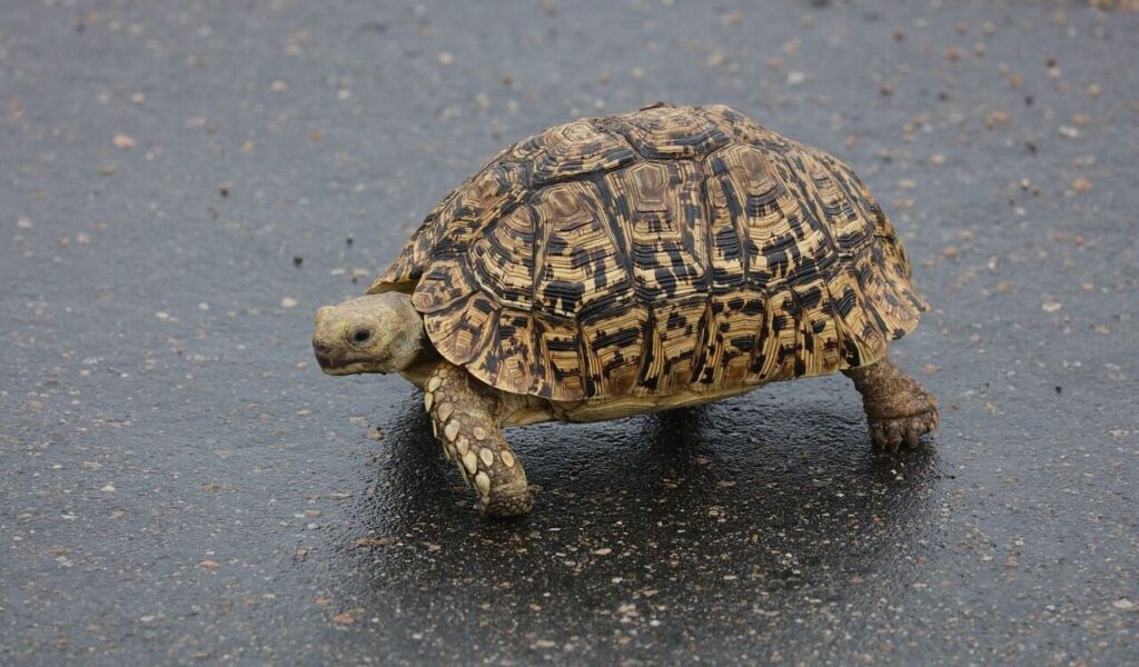 Tortoise walking on wet pavement