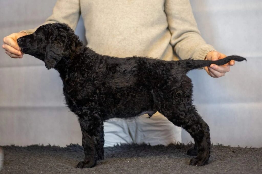 Curly-Coated Retriever puppy profile standing indoors, showing its posture