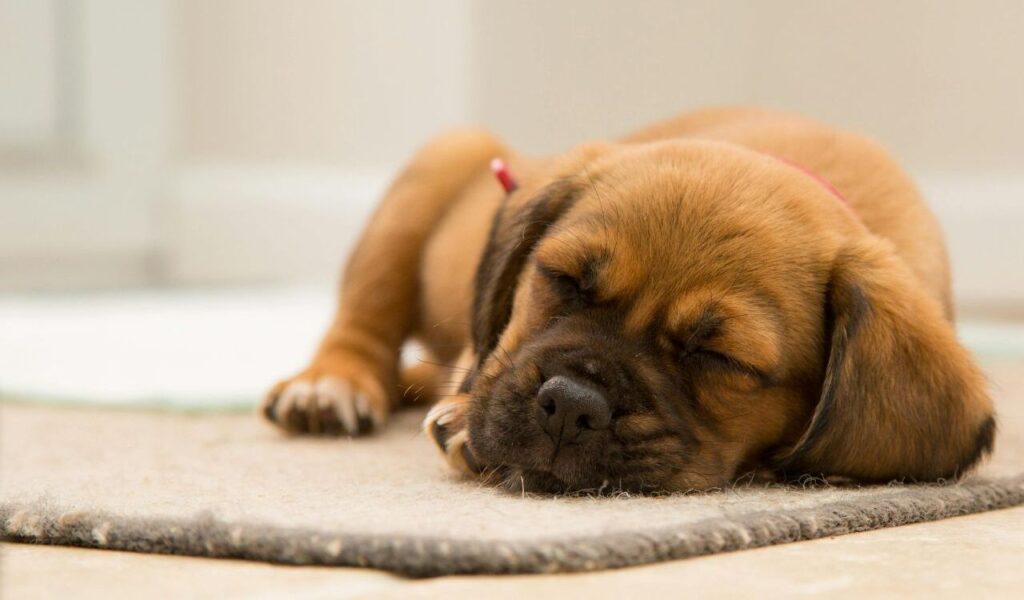 Puggle puppy sleeping on a carpet.