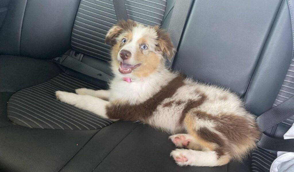Australian Shepherd puppy lying on a car seat.