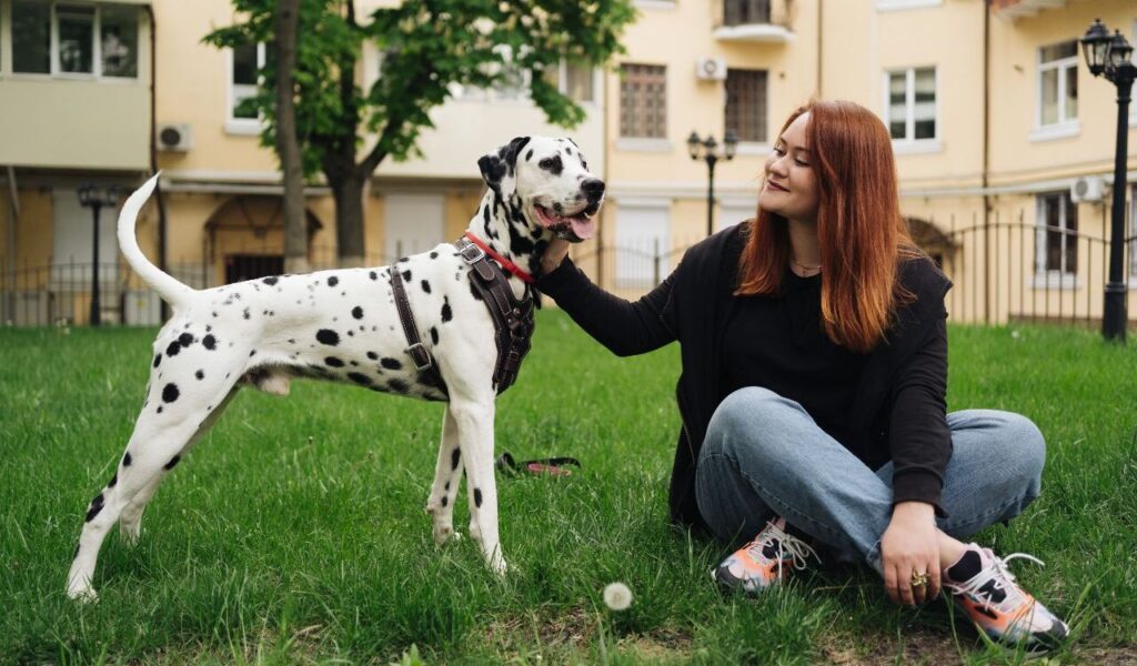 Dalmatian with a person sitting in a grassy area.