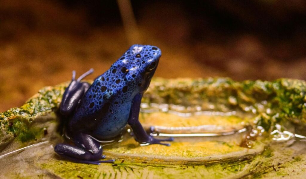 Blue poison dart frog sitting in a shallow pool of water