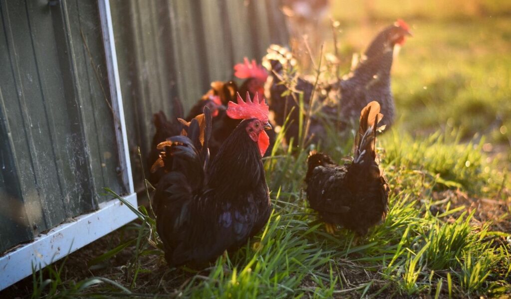 Black rooster with hens near a coop.