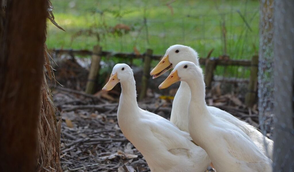 Three Pekin ducks standing together.