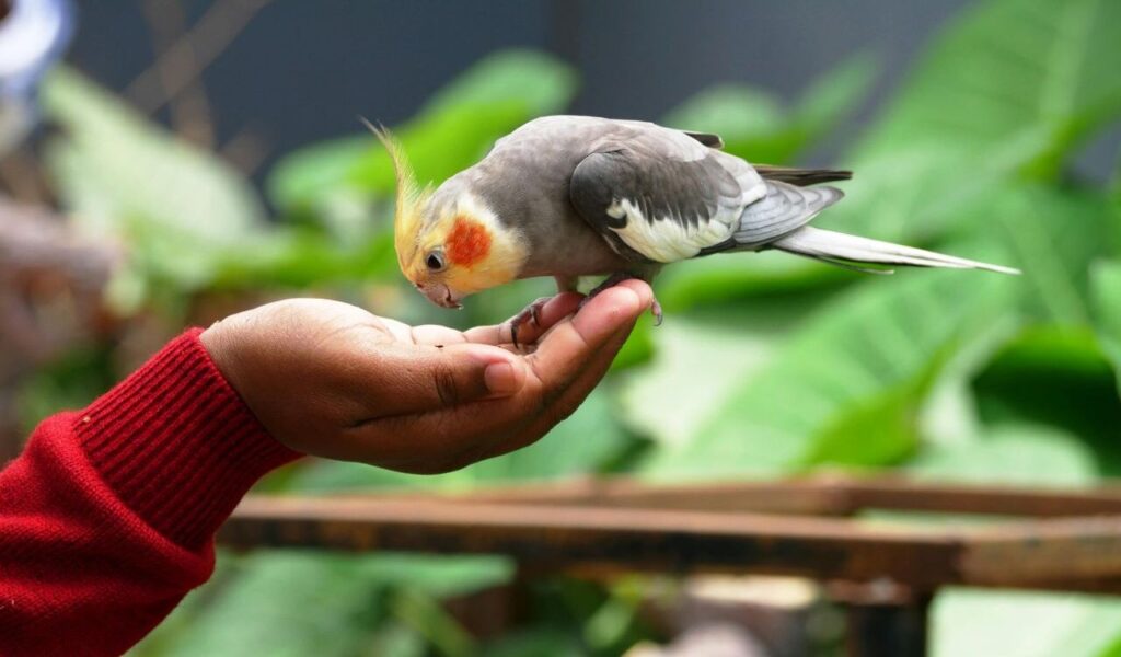 Cockatiel perched on a person's hand