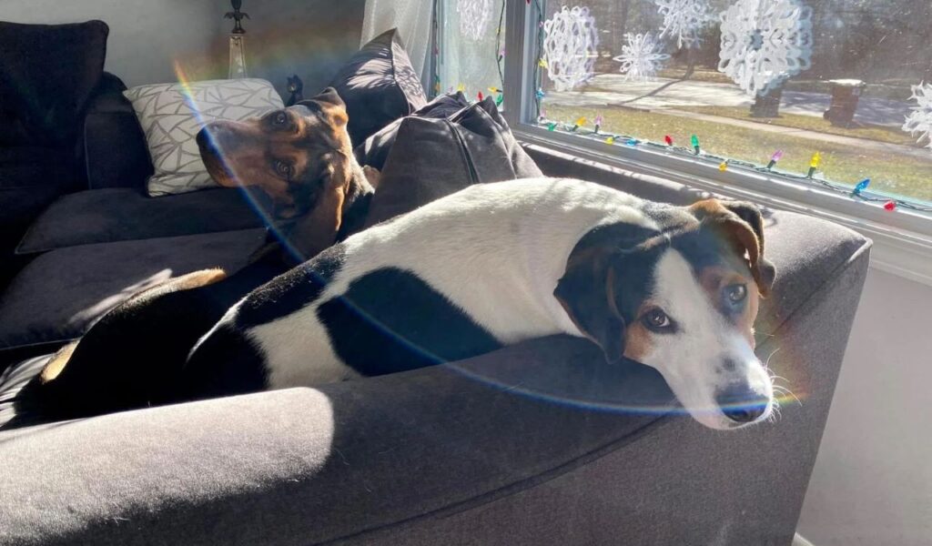 Two American Foxhound Dogs resting on a couch with sunlight filtering through a window.