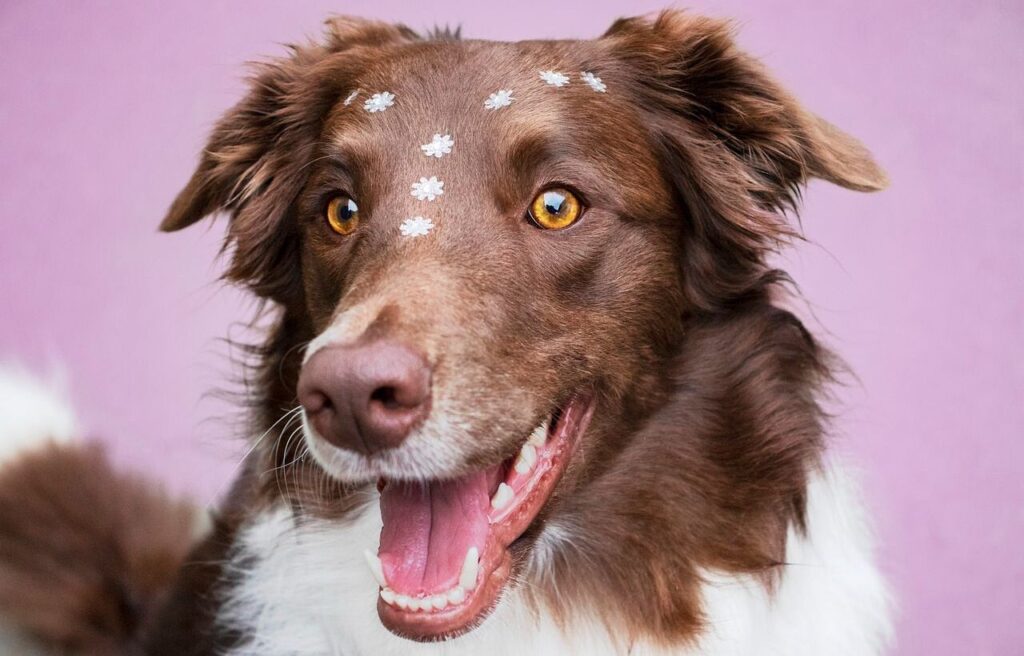 Border Collie with floral designs on its forehead.