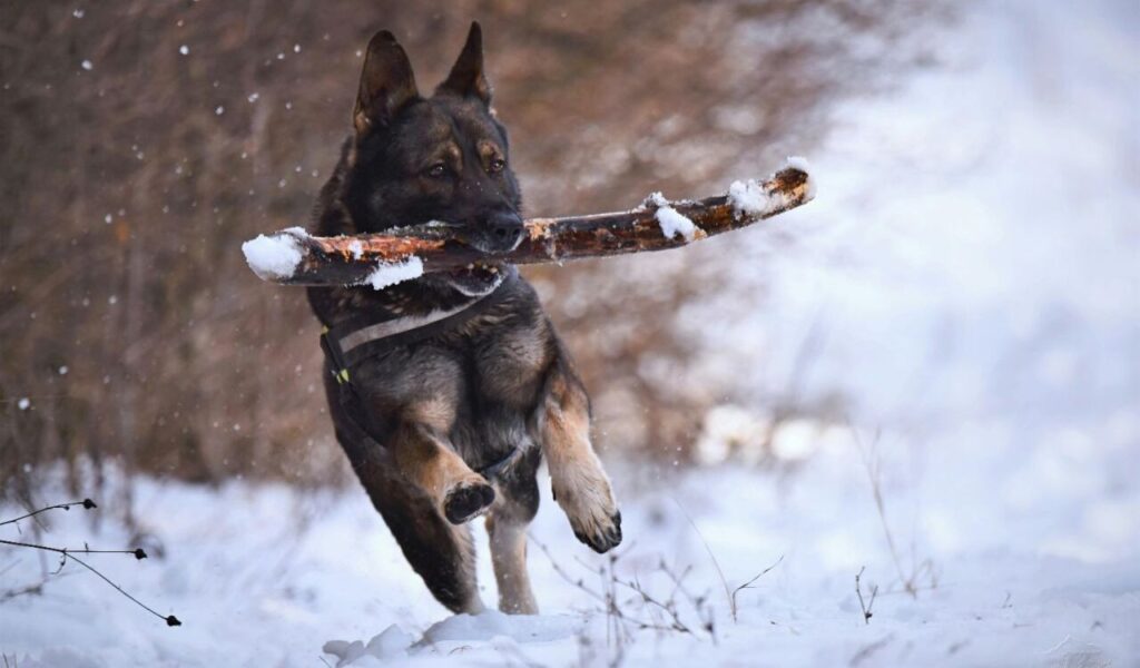German Shepherd running with a stick in the snow