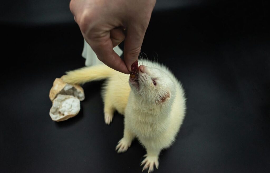 Ferret eating a treat from a hand.