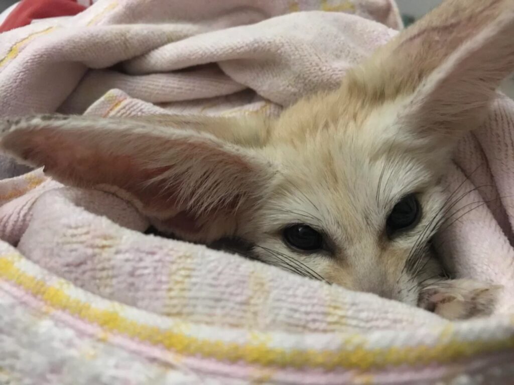 Fennec Fox