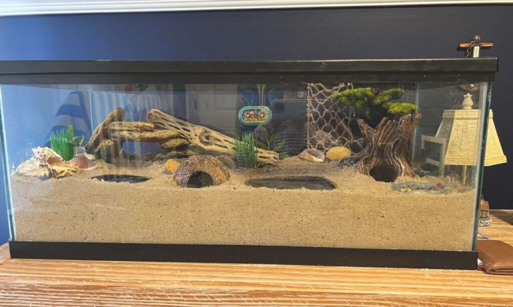 Hermit crab tank