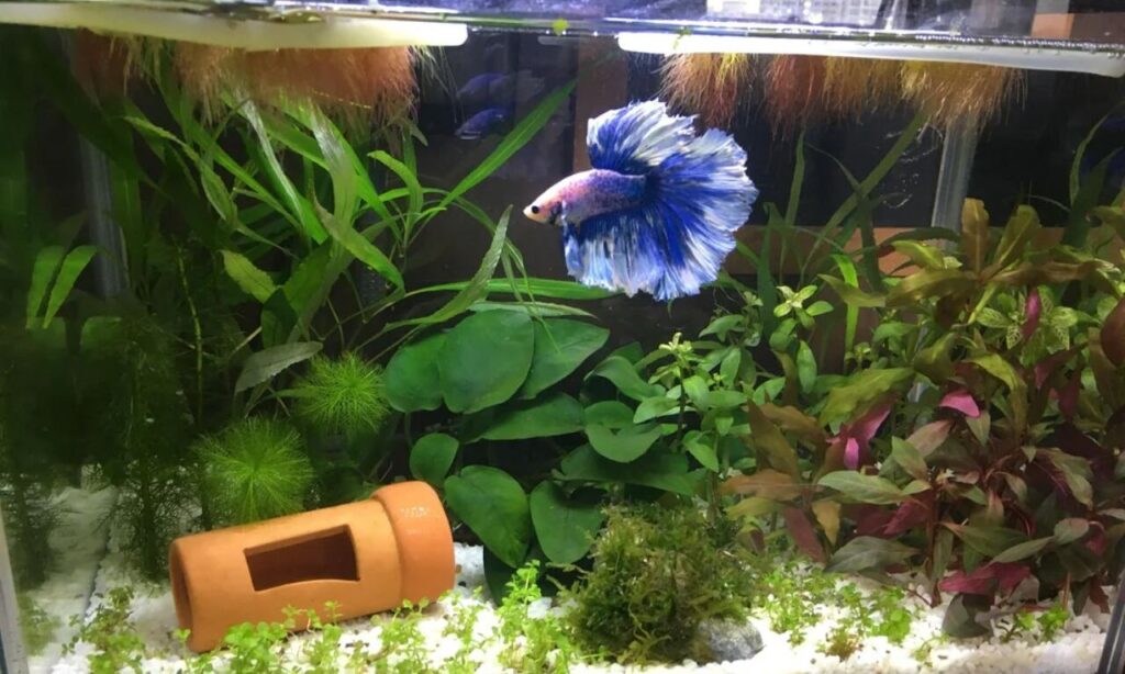 Betta fish tank