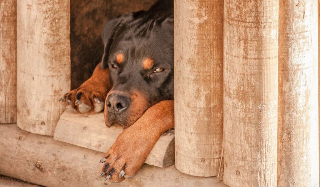 Rottweiler resting its head on wooden bars.