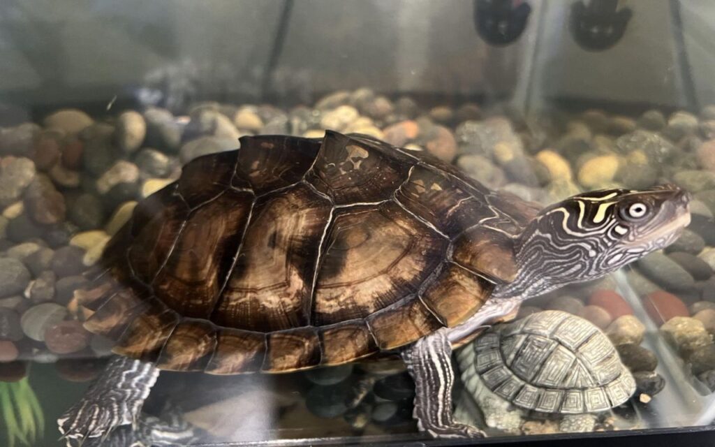 Turtle swimming in an aquarium with pebbles 