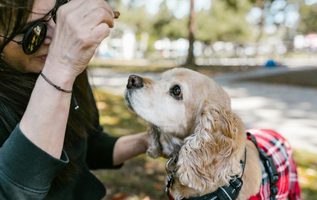 Cocker Spaniel looking at a treat held by a person.
