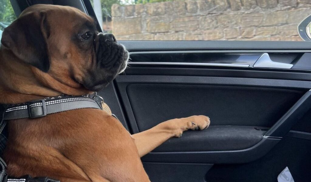 Boxer sitting in a car, looking out the window.