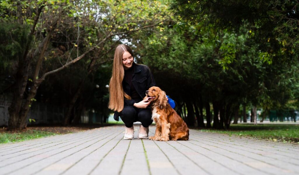 Cocker Spaniel with a person in a park.