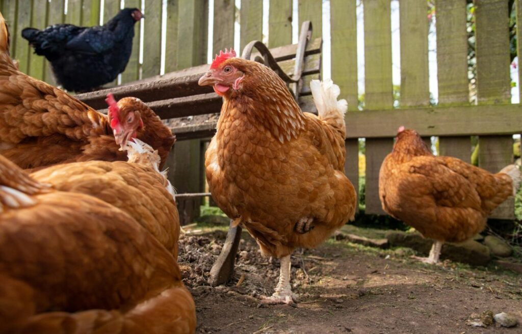 Brown hens in a farmyard