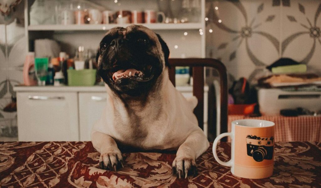 Pug dog on a table with a mug