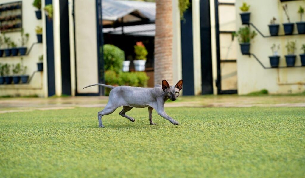 Sphynx cat walking on grass outdoors.