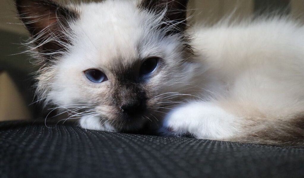 Close-up of a Ragdoll kitten with blue eyes.
