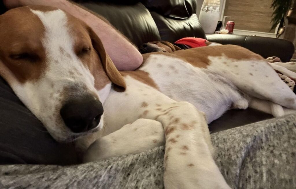 American Foxhound Dog sleeping peacefully on a couch next to a person.