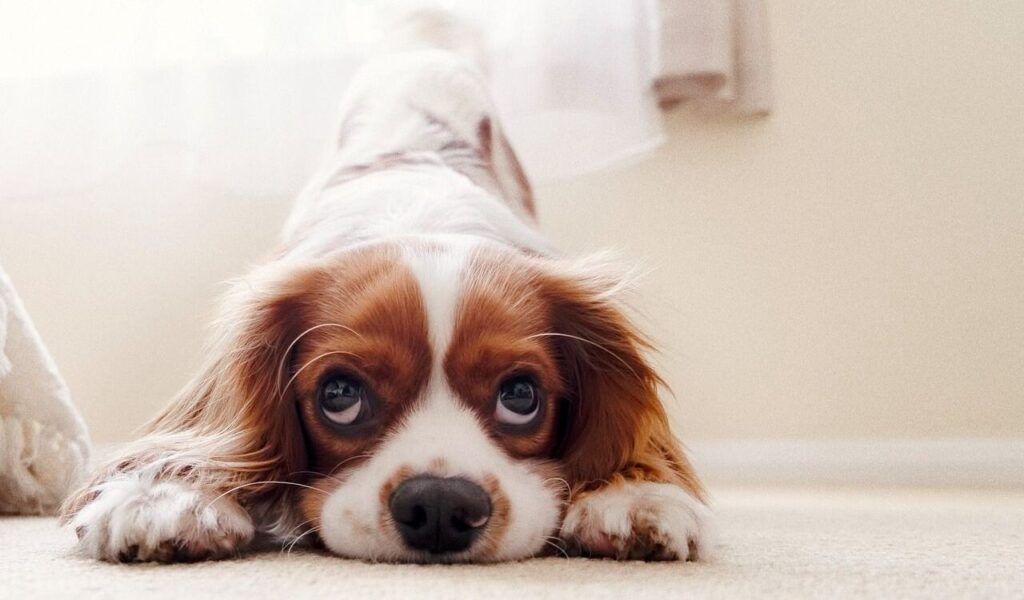 Cavalier King Charles Spaniel stretching on the floor.