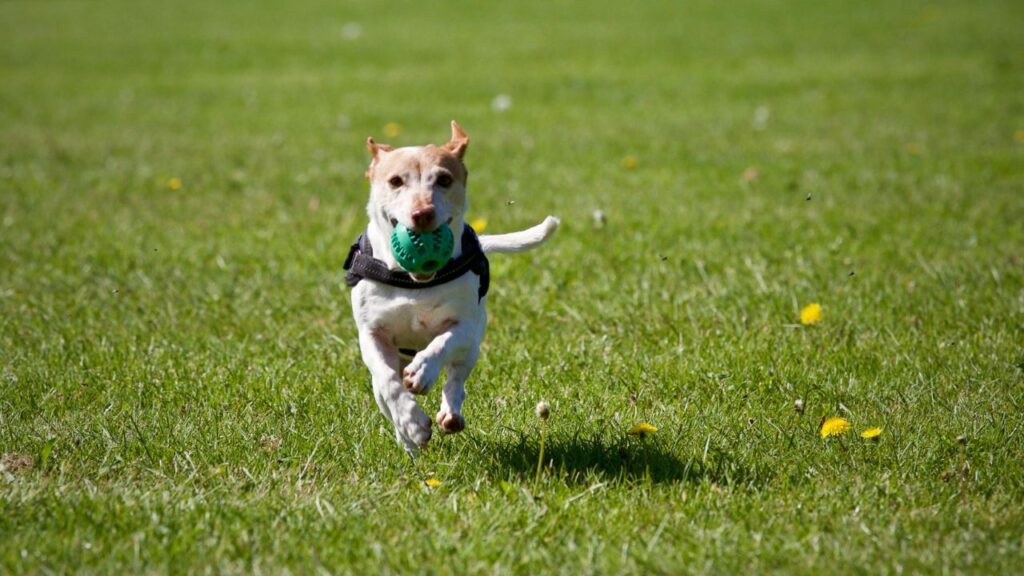 Jack Russell Terrier running with a ball