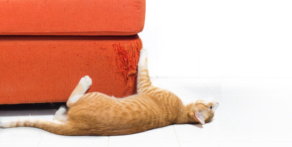 Kitten scratching orange fabric sofa on white background