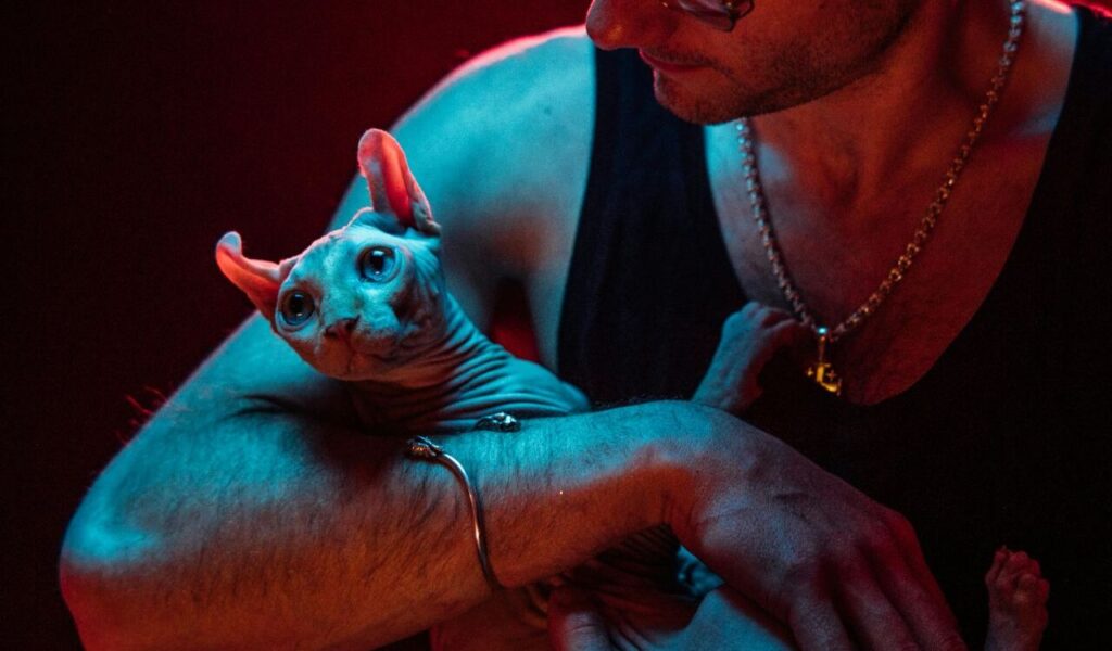 Sphynx cat held by a person with colorful lighting.