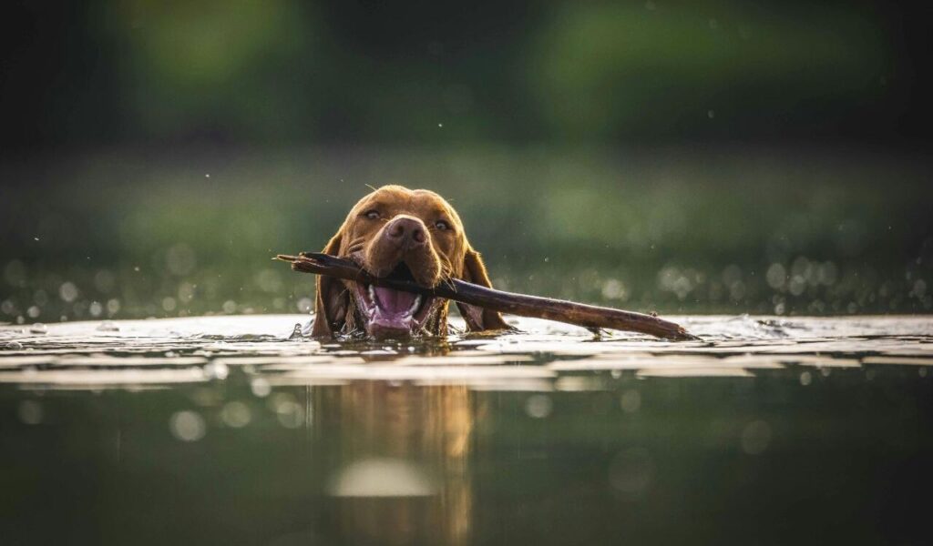 Vizsla swimming with a stick