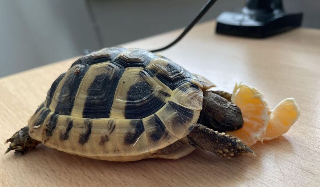 Tortoise on a wooden surface with a piece of orange beside it.