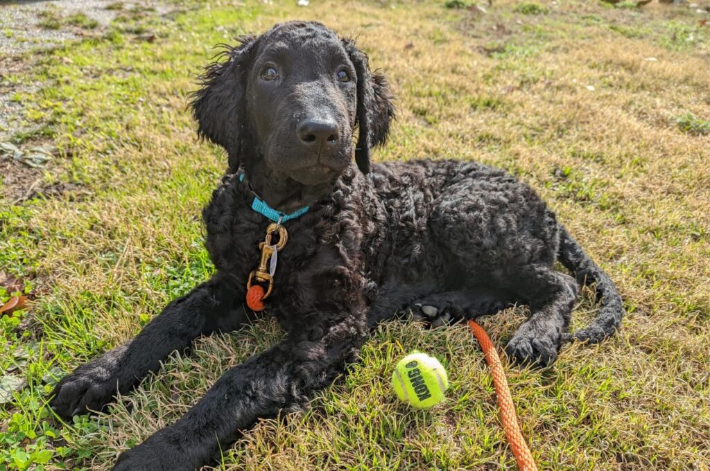 Curly-Coated Retriever puppy lying on the grass, playing with a tennis ball