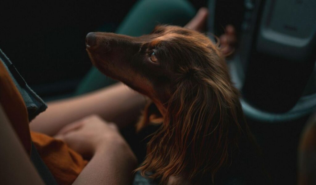 Dachshund looking up at a person in a car.