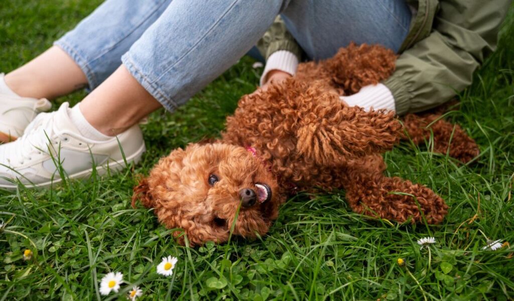 Poodle rolling on the grass with a person.