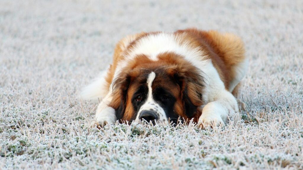 Saint Bernard lying on the ground surrounded by greenery.