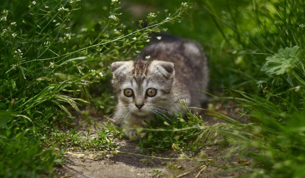 Scottish Fold kitten walking through grass.