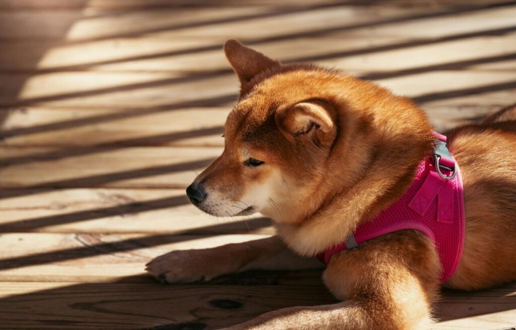 akita dog with pink harness resting on the floor