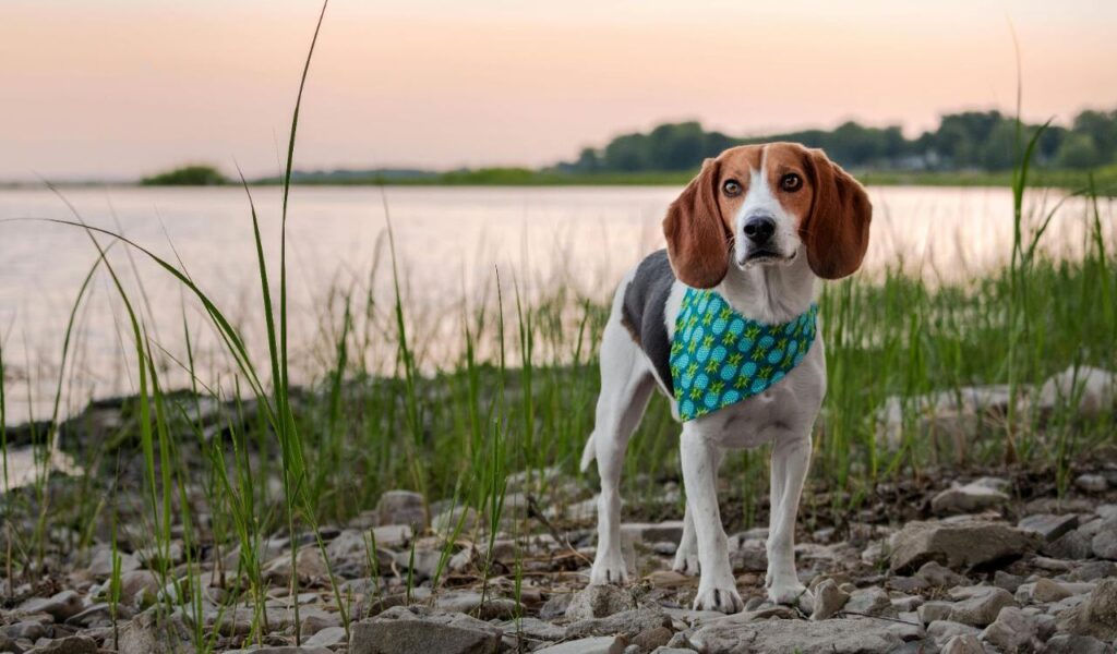 American Foxhound Dog standing on a rocky shore with a blue bandana.