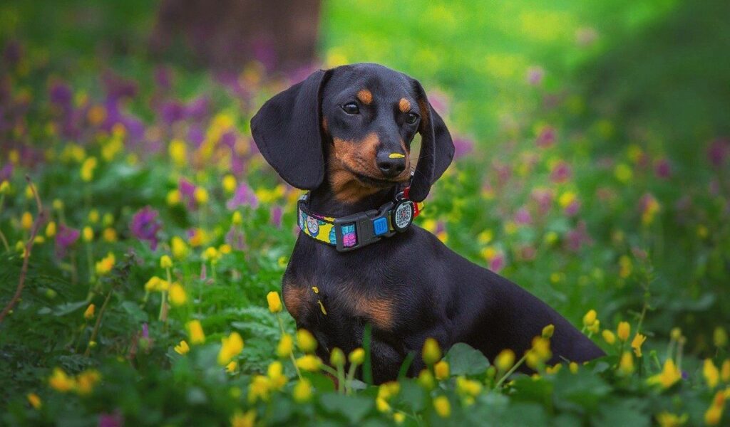 Dachshund in a field of yellow flowers, looking adorable.