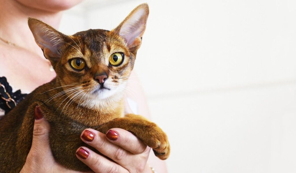Abyssinian cat held by a person.
