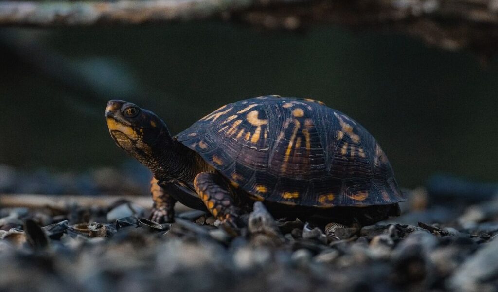 Turtle walking on the ground with a dark background