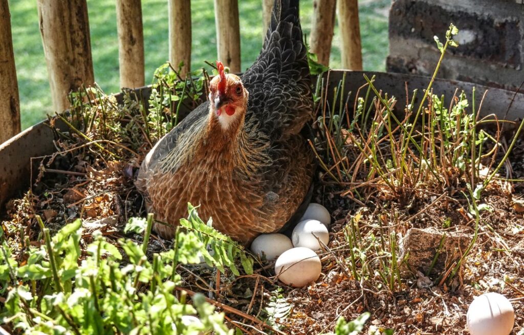 Hen sitting on eggs in a nest