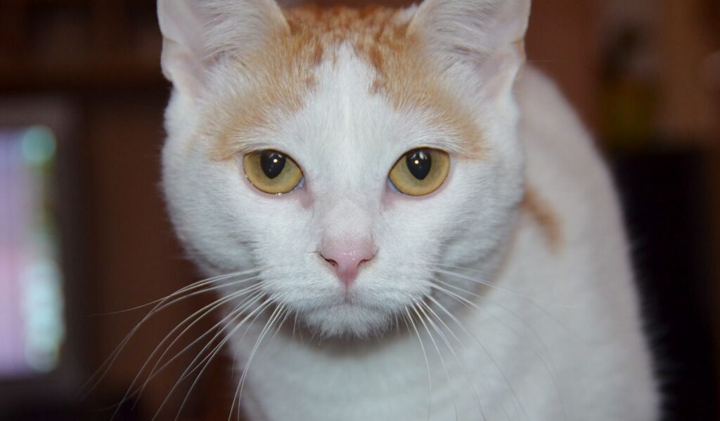 Turkish Van cat with yellow eyes