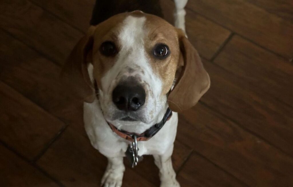 Close-up of an American Foxhound Dog looking up with a curious expression.