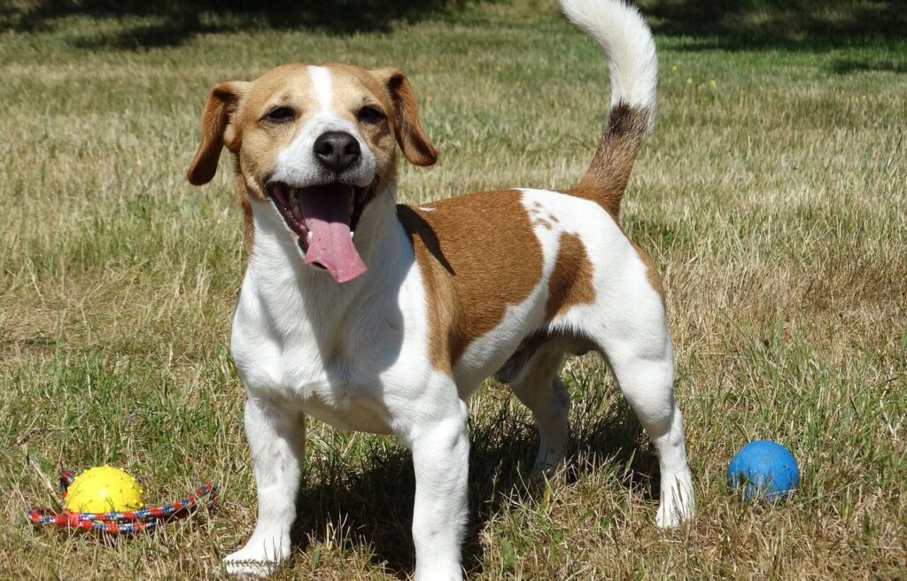 Jack Russell Terrier playing with colorful balls.